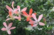 【優勢】日本皋月杜鵑苗~品種名“幸之華“