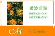 《Meilleur》黃波斯菊(美豐混色)種子10元 500粒