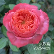 火烈鳥 瓶插切花 強香 整體耐熱 經典珊瑚色《四季有花玫瑰園》玫瑰苗 玫瑰盆栽 嫁接樹玫瑰 月季棒棒糖