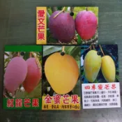 土芒果苗蝦取宅配 愛文芒果苗金蜜芒果苗四季蜜芒果苗紅龍芒果苗玉文金煌滿3棵出貨可合併不同品項