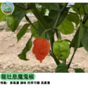 🔥【全球最辣之一】龍吐息魔鬼椒種子 挑戰級超辣辣椒 可食用盆栽 料理極限 辣度248萬SHU 驅蟲植物 自家種植
