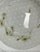 大理石龍紋螯蝦 小仔蝦買10送5