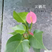 小花園藝 火鶴花 粉色 粉冠軍火鶴 3吋盆 $60