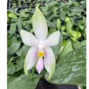 「與蘭同行」Phalaenopsis bellina var. pink “粉貝” 會香🥰