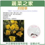 【蔬菜之家】K33.月見草種子15顆(株高約30公分，金黃色花.香草種子)香草種子 晚櫻草 宵待草 晚櫻花 花卉