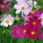 【媽咪蔬果園】、大波斯菊 混合　※(種子全面直購價每包12元.購買商品滿300元免掛號運費.)
