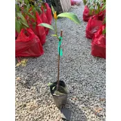 華順農園 / 紅寶榴槤蜜接苗 (果實飽滿 甜度可達30多度)  買5棵送1棵