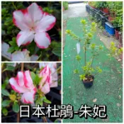皋月杜鵑-朱妃【新中港花卉】日本杜鵑、五月花