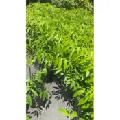 霏霏園藝  沙梨橄欖苗350元。不建議買家寄出店到店貨悶壞掉不可以退貨 最好黑貓比較安心 店到店3-7天內才收到悶壞掉