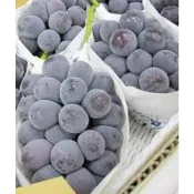 🍇日本麝香葡萄扦插苗｜香氣濃郁甜度高｜高級葡萄品種｜陽台庭院可種｜果樹苗推薦