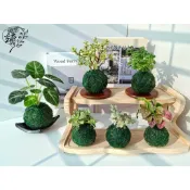 桌上型綠水苔球  ins風居家佈置室內植物 盆栽 辦公室療癒小物辦風水改運治癒系 青苔球龜背芋合果芋嫣紅蔓常春藤