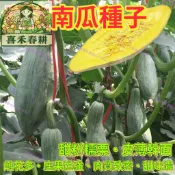 台灣現貨貴族南瓜種子 栗子南瓜 日本南瓜 西洋南瓜 蜜南瓜 果園種子 家庭菜園 瓜果種子 庭院栽種 盆栽蔬菜 爬藤植物