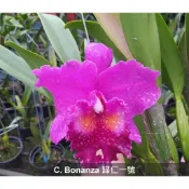 [精選蘭花]經典卡特蘭花(嘉德麗雅蘭)香花-歸仁一號(零售/批發)_C. Bonanza