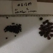 觀賞魚飼料 肉食浮性飼料 浮水飼料 花羅漢 鯉魚烏鰡適用