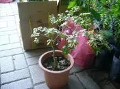 ╭＊田尾玫瑰園＊╯特殊樹種-(斑葉樹葡萄.嘉寶果)