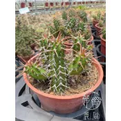 麗加-密刺麒麟-原產肯尼亞熱帶沙漠-多肉植物-大戟科-仙人掌可參考-旱生 造景用植物