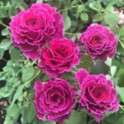 草藥 ラムカン . 5寸控根盆！超人氣品種！《蟹老闆園藝花卉🤟》月季.玫瑰苗 開花植物