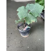 ☆萬花叢★水果苗【巨峰葡萄(阡插苗)】★4吋黑軟盆★高約5-15cm☆