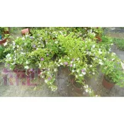 花花世界_綠籬植物 *五彩茉莉*-番茉莉--淡雅香氣--/5-6吋盆/高20-40公分/MA