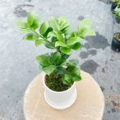 圓葉竹柏  平安竹净化空氣驅蚊蟲四季常青植物蘋果葉 3吋 圓葉竹柏盆栽