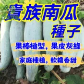 栗子南瓜種子 貴族南瓜 日本南瓜 西洋南瓜種子 家庭菜園 瓜果種子 爬藤植物 庭院栽種 盆栽瓜類 陽台種植 蜜南瓜