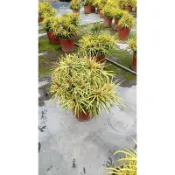 霏霏園藝八吋黃金五爪木$700元