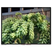 【多肉植物。大玉串/玉珠廉/玉串】３吋小品／多肉垂吊／可愛＞新手必種～～