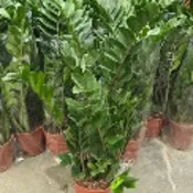 李家果苗 金錢樹 7吋盆 觀葉植物 高度70-80公分 特價350元