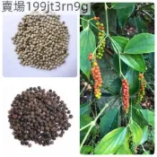 現貨🥬胡椒種子（100粒）2025新種 白胡椒木種子 黑胡椒木種子 多年生高產 四季春播食用香料種籽 小院陽台農田種植