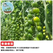 香凝番茄種子 水果番茄 綠寶石番茄 垂吊型盆栽 陽台種菜 沙拉生食 多產易種 室內可養 觀賞食用兩用 家庭園藝
