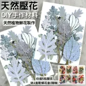 ALL SPLENDID 【A-ONE】天然乾燥花材包 小菊花 櫻花 粉黃 押花 壓花書籤 拍攝道具 花藝材料包 永生花材