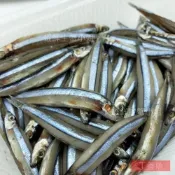(店+)【蝦鮮生蟹小姐】日本丁香魚 7cm上   1000克/包