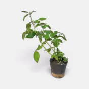 植物空間 玫瑰苗4寸 陽光植物 開花植物 陽台綠植 健康多分枝 玫瑰盆栽 新手種植