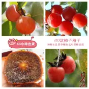 12h出貨 柿子種子 牛心柿種子軟黑柿子種子無核柿子種子日本甜柿種子精品種子磨盤柿種子四季種植庭院盆栽