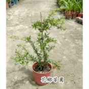 《花鄉苗圃》  狀元紅、臺灣火刺木