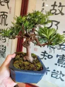 收藏精品無接枝日本小葉八房羅漢松名字叫綠鑽2特殊少見粗幹矮霸造型漂亮層次分明小品盆栽好種植喜半日照以上潮濕環境優惠免運