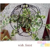 WISH FOREST【嚴選植栽。常春藤6吋吊盆】３／蔓性垂吊／斑葉／耐陰