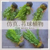 仿真 森林風 蕨類 假蕨類 小盆栽 台灣現貨 苔球 熱帶雨林 造景 苔蘚 ins 假植物 森林風 佈置 波斯蕨 攝影道具