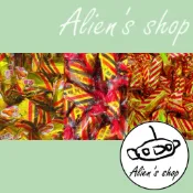 (Alien's shop)現貨 零食 軟糖 古早味 娃娃酥 花生酥糖 花生酥