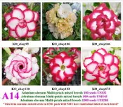 A14重瓣沙漠玫瑰種子★綜合品種★一包15粒 特價100元