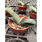 宏禾 多肉植物 仙人掌 【 白雪姬臥牛 】 3吋盆含土寄送