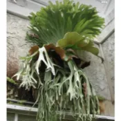 🐝BEE_PLANTS 台中鹿角蕨  巨獸鹿角蕨  18原生種