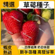 現貨 蝦皮熱銷 草莓種子（250粒） 超多款 紅顏草莓 奶油草莓 黃心草莓 丹東奶油草莓 爬藤草莓 可食用四季開花結果