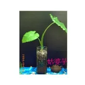 WISH FOREST【種子盆栽專用種子】竹柏,文殊蘭,羅漢松,姑婆芋