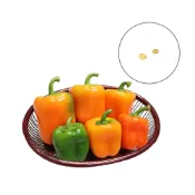 (店+)【蔬菜之家】G46.迷你晶彩橘水果彩椒1號甜椒種子2顆迷你型，橘色果，果菜類種子