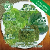 【愛合購】【窩心菜鋪】萵苣/芝麻葉任選