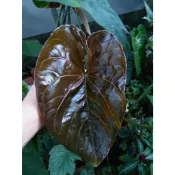 噢葉design “Anthurium sp“  觀葉植物、雨林植物、龜背芋、皇火鶴、火鶴、蕨類植物