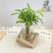 【理想小品】羅漢松【現貨】水耕盆栽 玻璃花瓶 擴香瓶款 簡單種植 觀葉植物 室內植物 創意花盆 盆栽 小花瓶