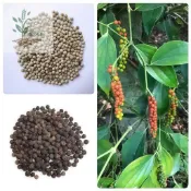 百花園藝 （黑胡椒種子） 野生山蒼子木姜子種子山湯子山雞椒香椒 香料類調味農家蔬菜種子盆栽地栽