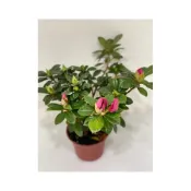 (店+)杜鵑花 觀賞花 西洋杜鵑 平戶杜鵑，杜鵑花